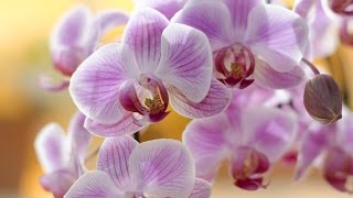Проблемы с орхидеей  после применения цитокининовой пасты(В этом видео ,я поделюсь своим горьким опытом по размножению с помощью цитокининовой пасты,все было хорошо..., 2016-03-10T10:46:05.000Z)