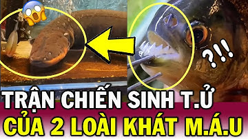 Màn đối đầu KINH HOÀNG giữa LƯƠN ĐIỆN với cá PIRANHA, loài nào sẽ CHIẾN THẮNG | Tin Việt Độc Lạ