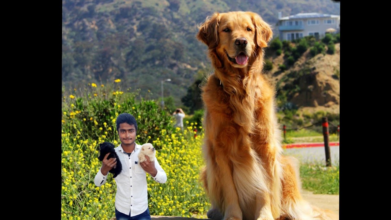 Biggest Golden Retriever i Had ever 