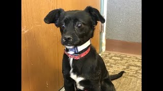 A Puppy Named Bruiser Needs A New Home to Play In