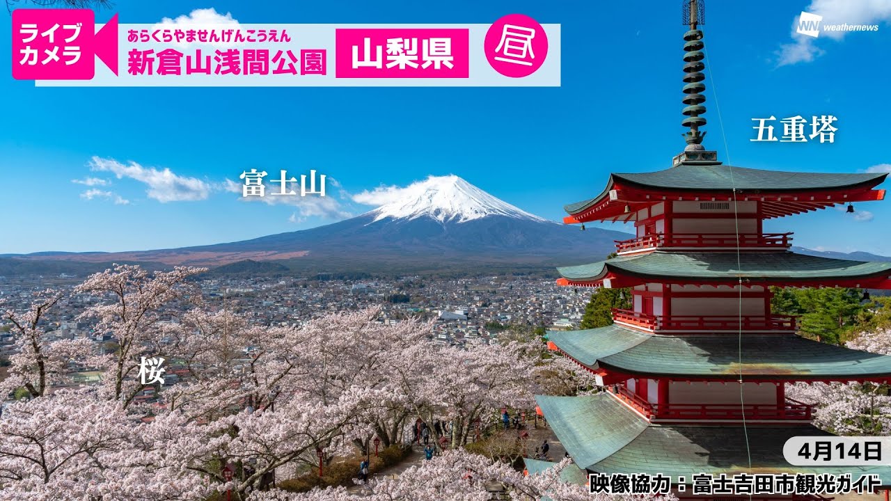 🌸富士山x桜x五重塔ライブカメラ🌸山梨県富士吉田市「新倉山浅間公園