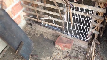 Gà rặc rừng thay lông đen như quạ 2018