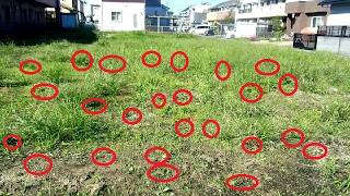 HUGE Dragonfly Swarm in Japan!