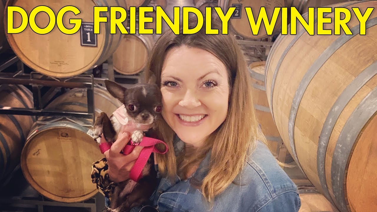 Dog Friendly Winery? Margo the Tiniest Chihuahua Visits Temecula | Sweetie Pie Pets Kelly Swift