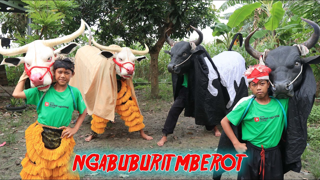 NGABUBURIT NUNGGU MAGHRIB MAIN BANTENGAN KEBO BULE VS BANTENGAN SAPI BESAR SAMPAI MBEROT