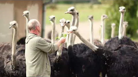 Kdo je největší pták na planetě?