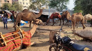 9998368876 camels available in Hyderabad | live camel milking | onth ka doodh for sale in Hyderabad