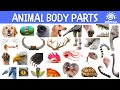 Animals Body Parts | Learn About Mammals, Birds, Reptiles, Amphibians, Fish, Insects | Aster Buds