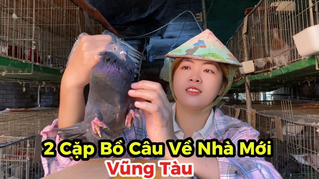 2 Cặp Bồ Câu Pháp Lai Titan Lên Đường Về Nhà Mới Vũng Tàu