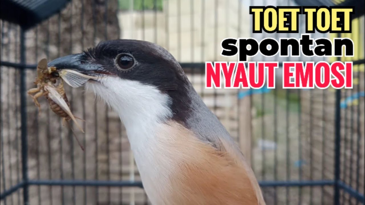 suara cendet gacor pagi siang sore Toet Toet Bikin Cendet Manapun Nyaut dg sekali Dengar