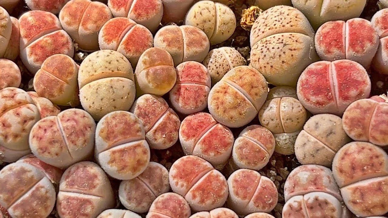 how to grow lithops from seeds l 리톱스 파종하는 방법