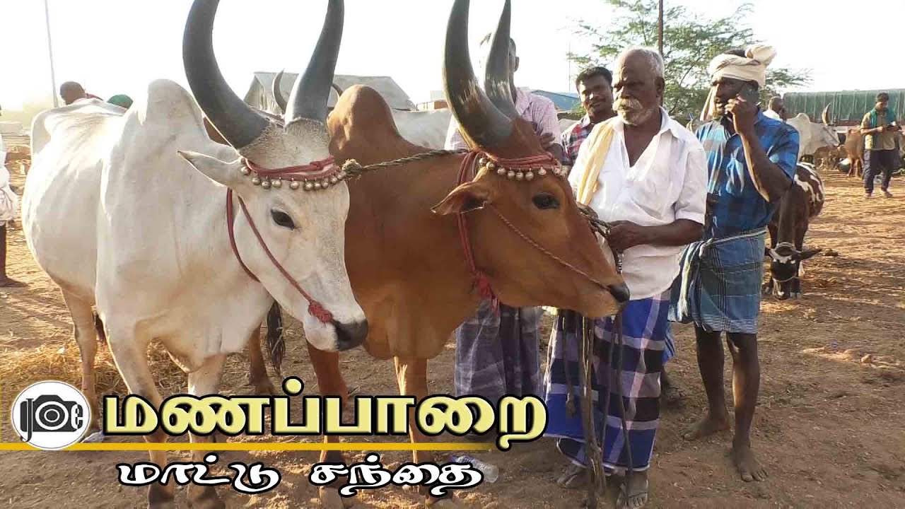 Manapparai mattu santhai | மணப்பாறை மாட்டு சந்தை