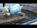 Белые медведи (Новосибирский зоопарк) медведица беременна
