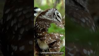 Chickadees Go Wild Alarm Calling After Finding a Boreal Owl #birdbehavior #owl #chickadee #birds