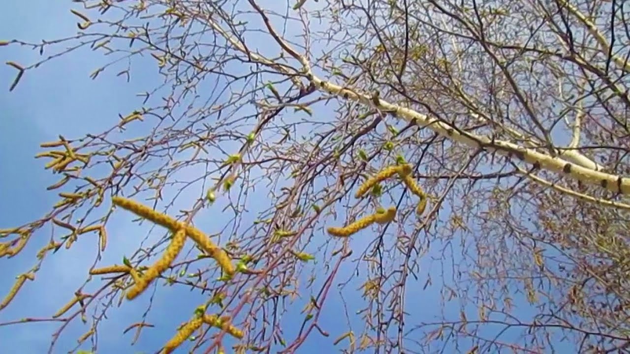 На березе появляются сережки и первые листочки - YouTube