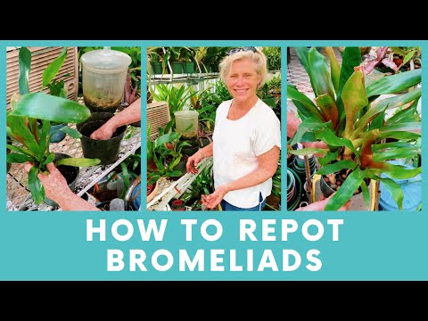 فيديو: يبدأ الجرو من نباتات بروميلياد: نصائح حول زراعة صغار بروميلياد