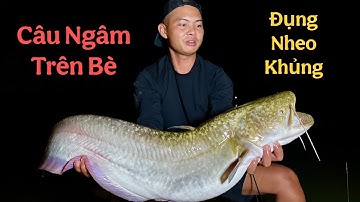 Câu Ngâm Trên Bè Đêm, Đụng Nheo Khủng