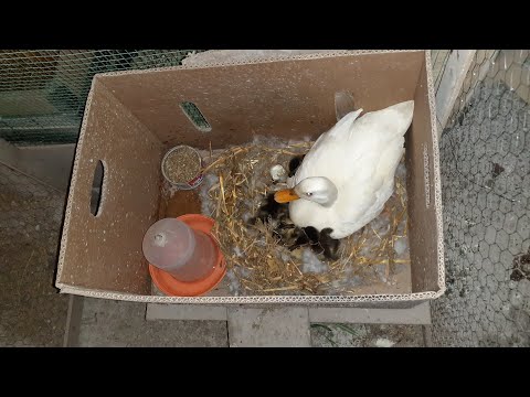 Gurk Ördek (Beyaz Ördeğin Yavruları Çıktı )