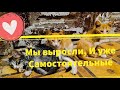 ВЫРОСЛИ! И УЖЕ САМОСТОЯТЕЛЬНЫЕ !  Подброшенные котята с пляжа