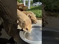 Slim Shady, a Sacramento tortoise, needs a new home. His owner has to let it go