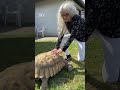 Slim Shady, a Sacramento tortoise, needs a new home. His owner has to let it go