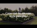 Nursery alex schoemaker  epicenter of the paniculata