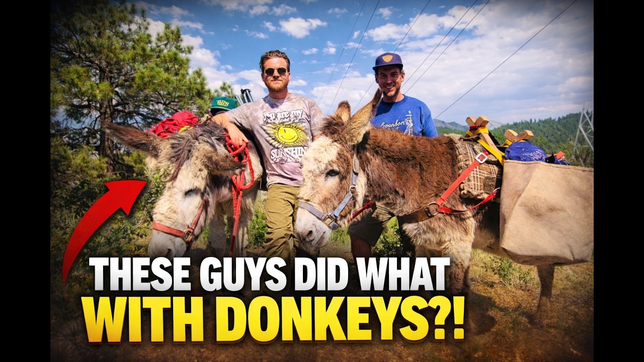 Pulling donkeys 500 miles across Colorado… what could go wrong?
