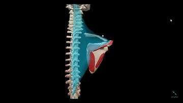 Anatomía de Músculo Trapecio CON VÍDEO - Origen, Inserción, Acción, Inervación