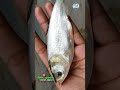 ১০-১২ কেজি সিলভার কার্প মাছের পোনা 😊 #fishing #bdfish #shorts #fishingline