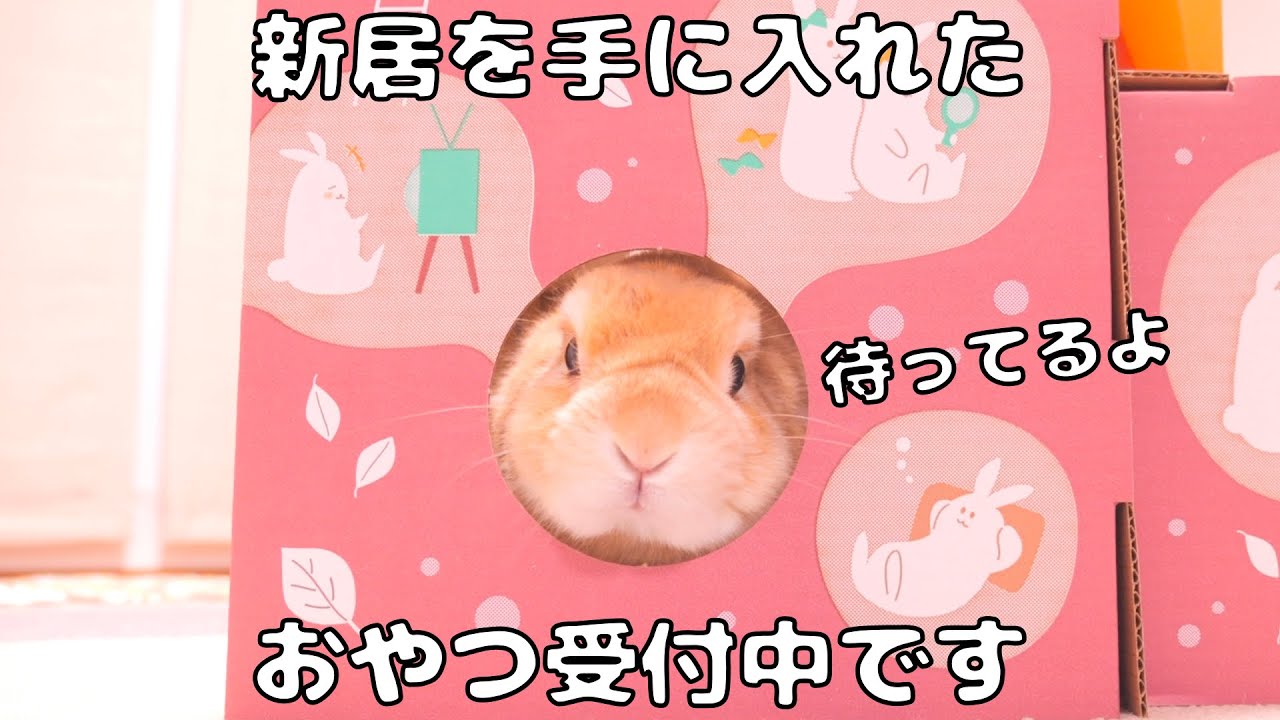 I set up a bunny house and Mugi instantly claimed it as his home