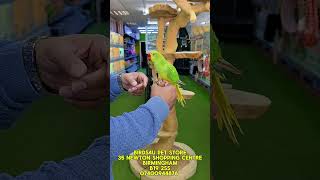 Opaline Ringneck Hand tamed available