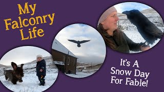 My Falconry Life | A Snow Day For Fable