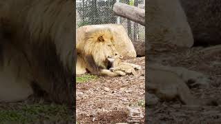 Lwazi and cub playtime