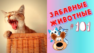 Приколы с Животными #101 / Смешные Животные 2020 / Приколы / Приколы про Животных / Лучшие Приколы