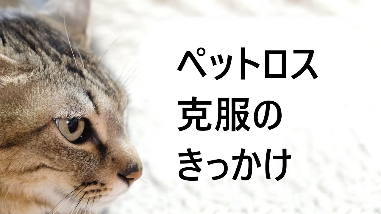 ペット 死な せ た 罪悪 感