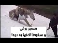 مسیر برفی و سقوط الاغ ها به دره