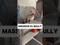 Blue The XL Bully Americanxlbully Americanbullyxl Bullybreed Dogbath Doggroomer