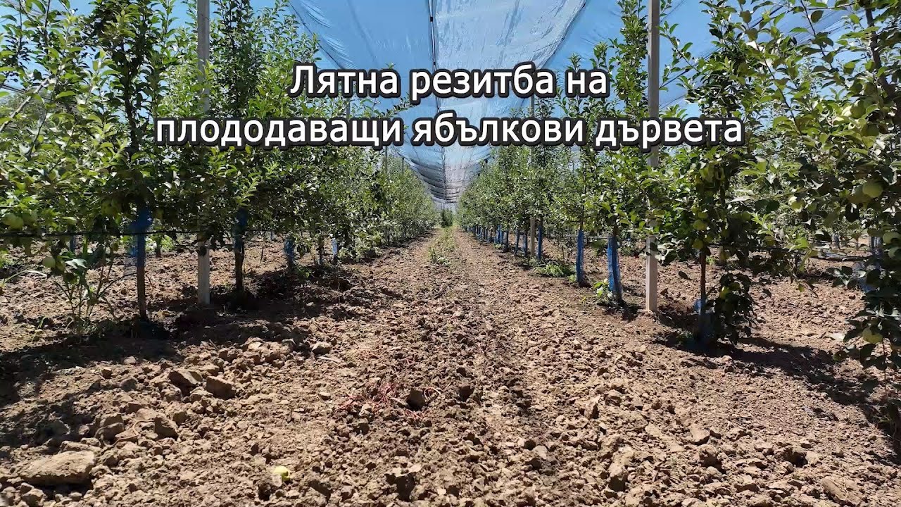 Лятна резитба на плододаващи ябълкови дървета