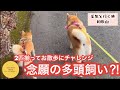 念願の多頭飼い⁈一緒に散歩したら?!‥‥