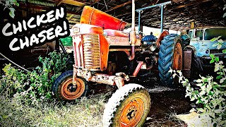 UNTOUCHED Vintage Massey Ferguson Tractor  Will it Run and Move?