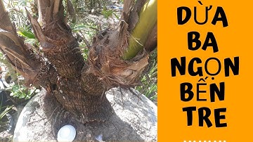 DỪA ĐỘC LẠ - DỪA BA NGỌN BẾN TRE | NGUYỄN BẢO TOÀN | COCONUT COCONUT - COCONUT THOUSAND