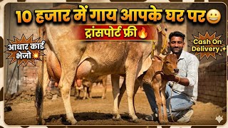 10 हजार में गाय आपके घर पर😱 ट्रांसपोर्ट फ़्री🔥 आधार कार्ड भेजो गाय आपके घर पर👌Cash On Delivery 🎉Offer