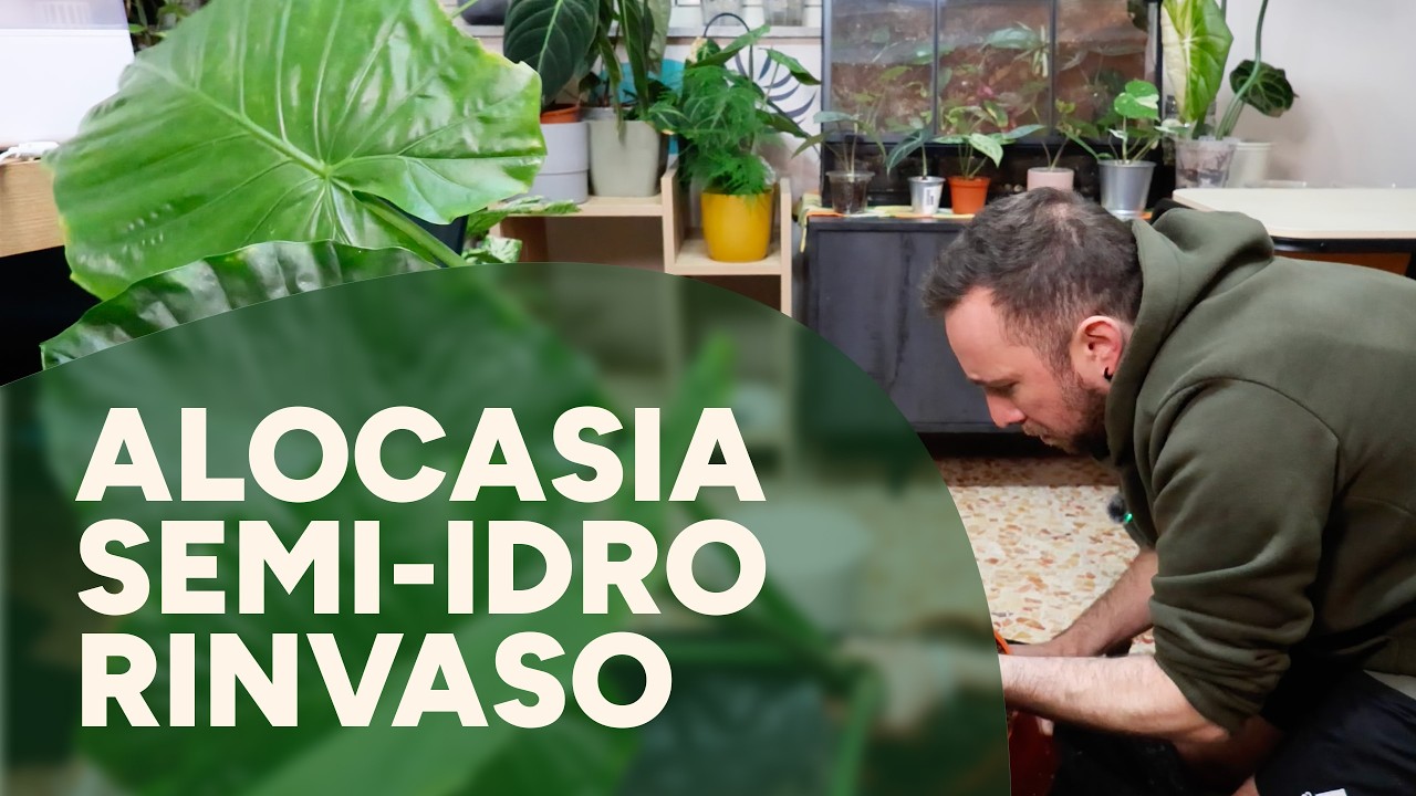 Alocasia: da Terra a Semi-Idroponica (Setup Lechuza)