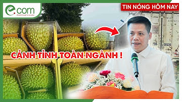 Từ Vụ 17 Người Bị Khởi Tố: Lộ Rõ Điểm Yếu C.h.ế.t Người Của Ngành Sầu Riêng Việt!