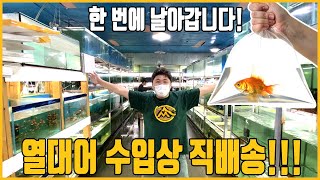 열대어 수입/도매상에서 바로 집으로! 열대어 직배송 서비스를 시작합니다! [애니몰로TV]