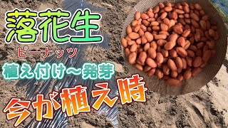 落花生の塩ゆでって口食べると止まらなくなるんだよな