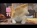 見えない誰かにチョンチョンされている柴犬　Who do you think I am?