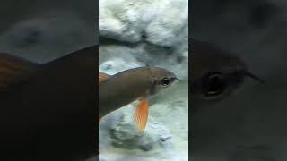 Rainbow Shark Red Tail Shark