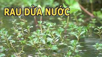 Rau dừa nước giúp hỗ trợ các bệnh về thận