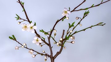 Sourah AlFalaq with Audio Arabic/English Translation 4K سورة الفَلَق مع ترجمة صوتية إنجليزية